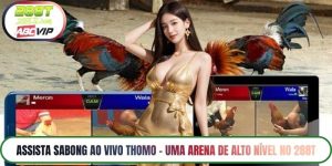 Assista sabong ao vivo Thomo – Uma Arena de Alto Nível no 288T